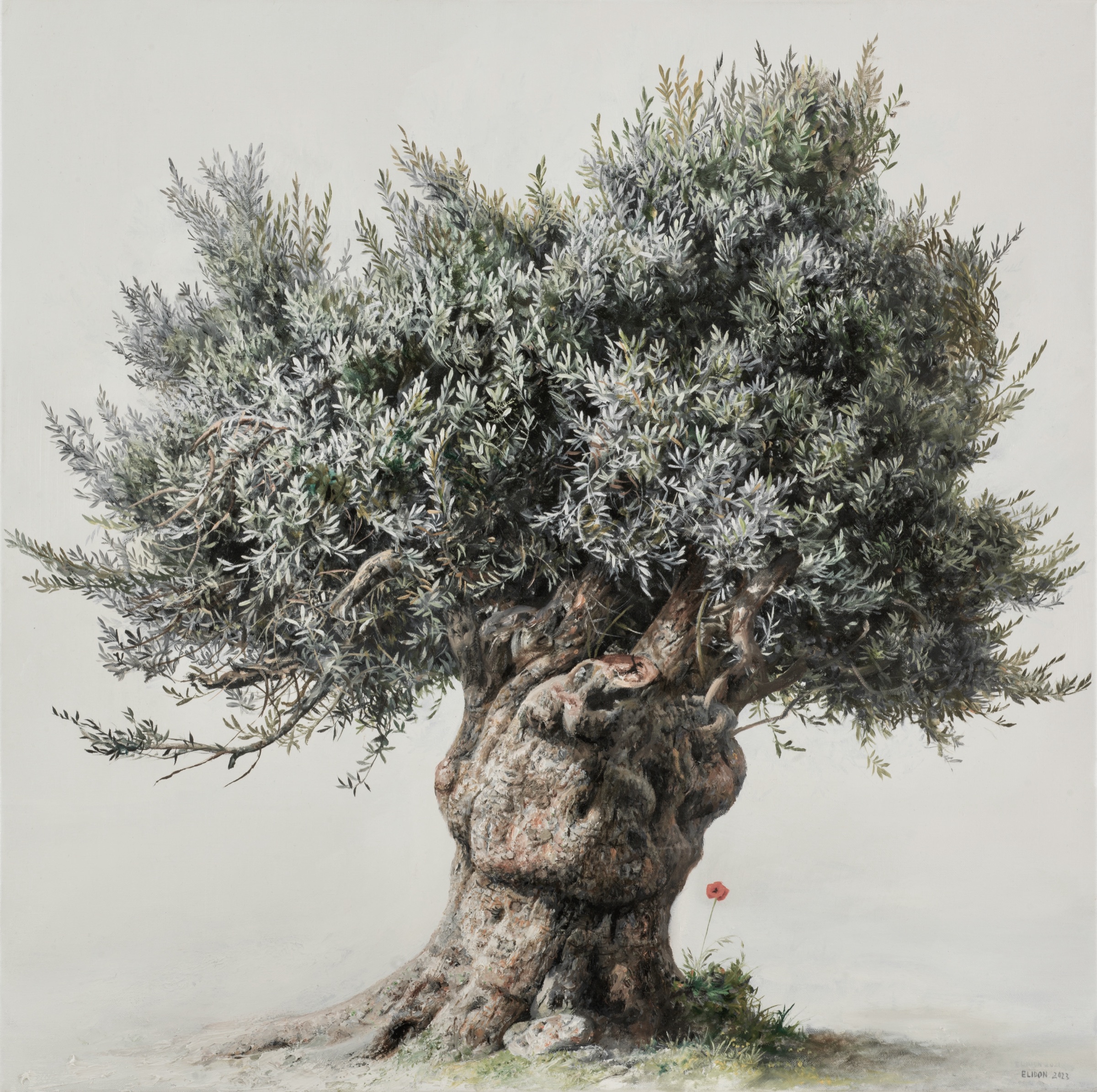 The Long Shadow — Oil painting of an olive tree by Elidon